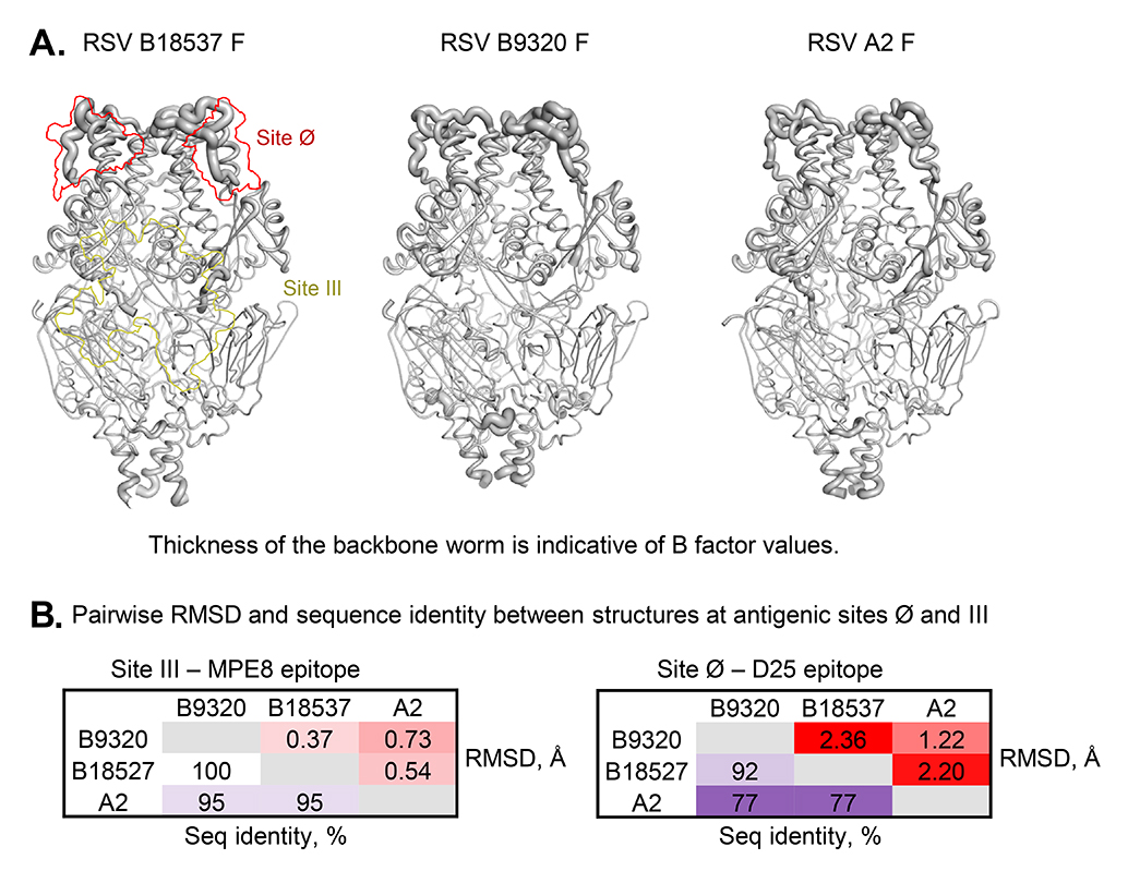 View Of Crystal Structure And Immunogenicity Of The Ds Cav1 Stabilized Fusion Glycoprotein From Respiratory Syncytial Virus Subtype B Pathogens And Immunity